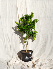 Citrus sinensis ‘Washington Navel’ – Washington Navel Orange Tree