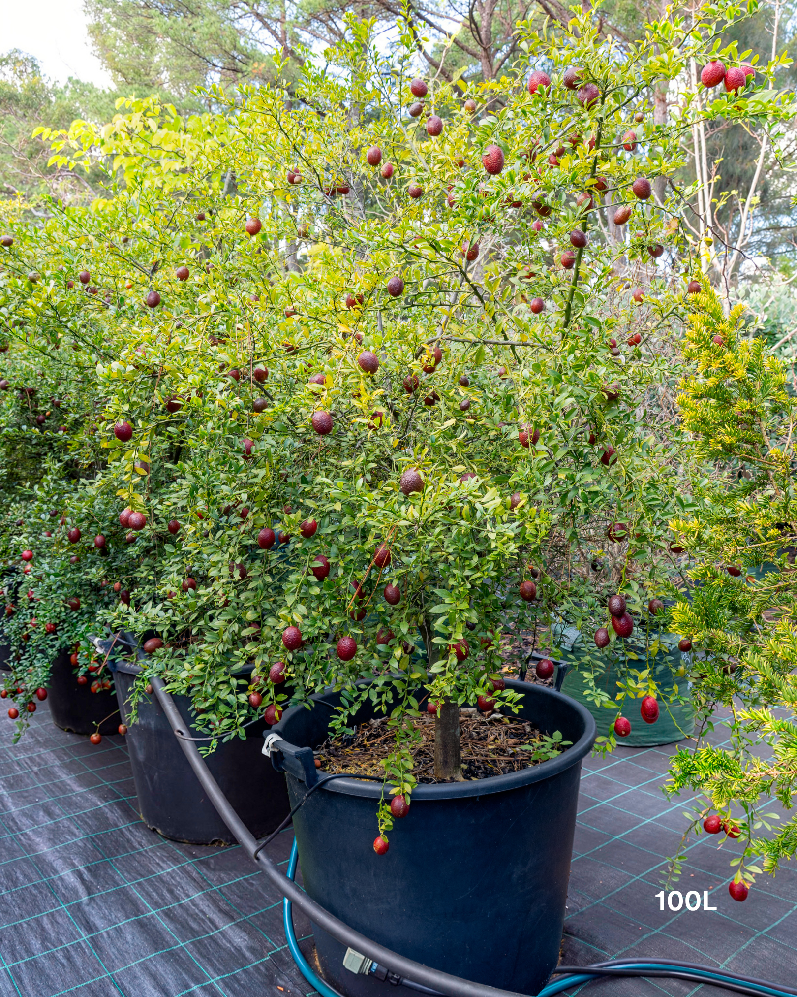 Citrus australasica ‘Australian Blood Red Centre’ – Australian Finger Lime