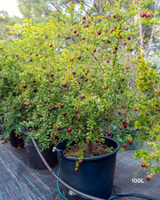 Citrus australasica ‘Australian Blood Red Centre’ – Australian Finger Lime