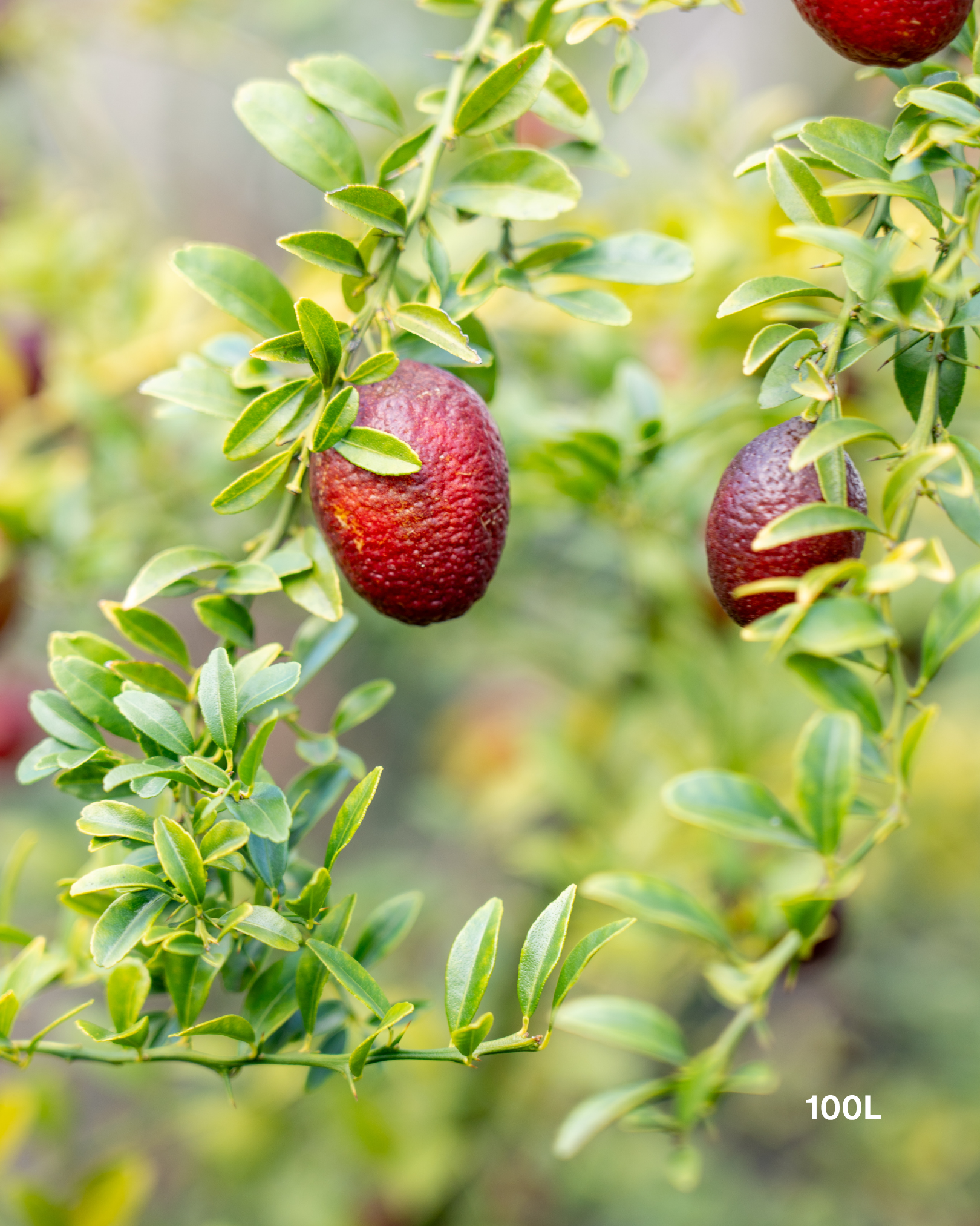 Citrus australasica ‘Australian Blood Red Centre’ – Australian Finger Lime