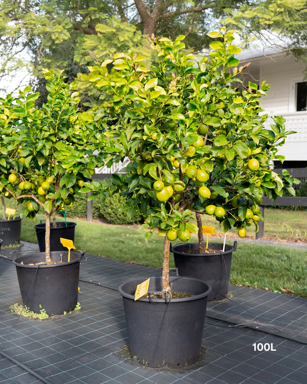 Citrus limon 'Eureka' – Eureka Lemon