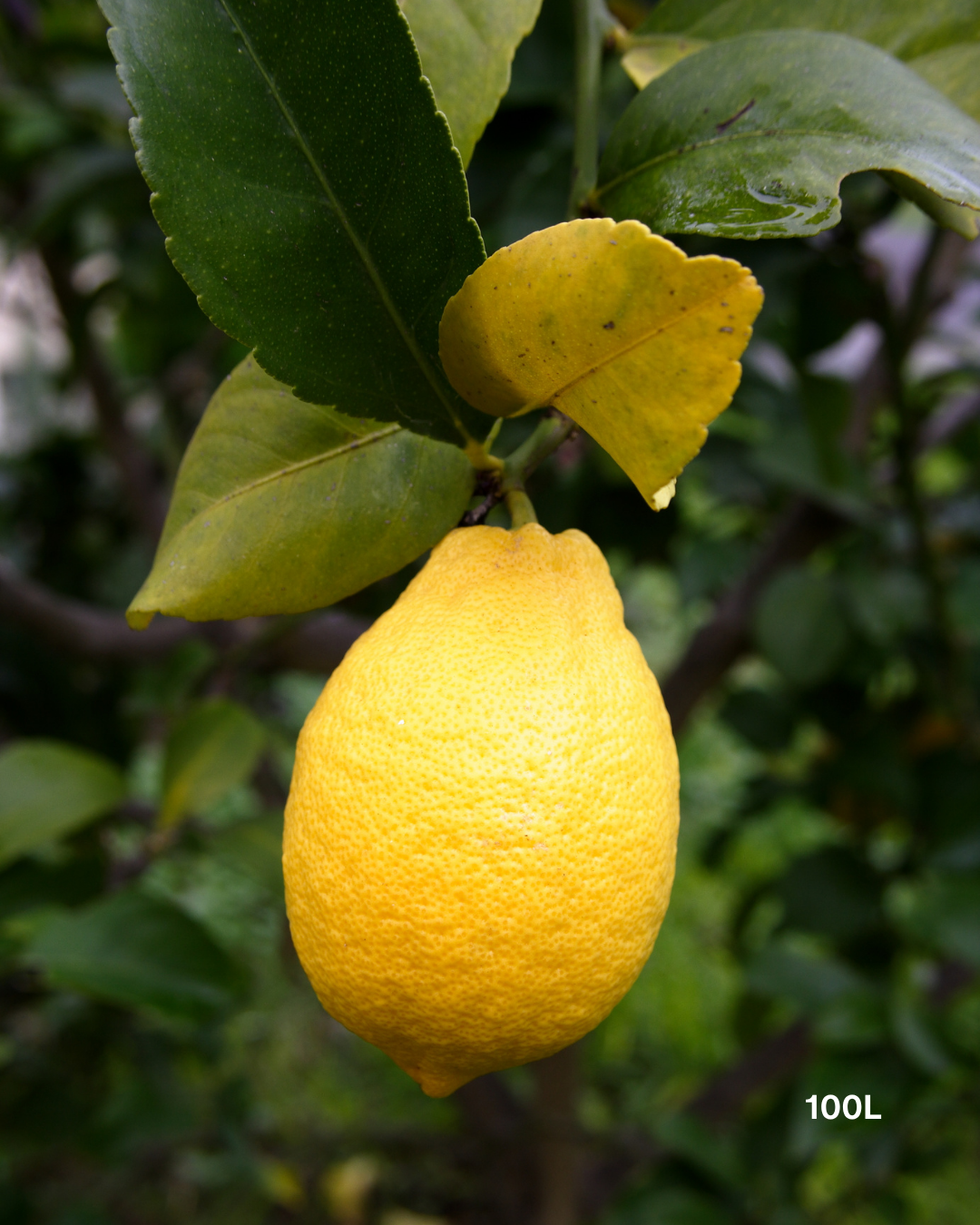 Citrus limon 'Eureka' – Eureka Lemon