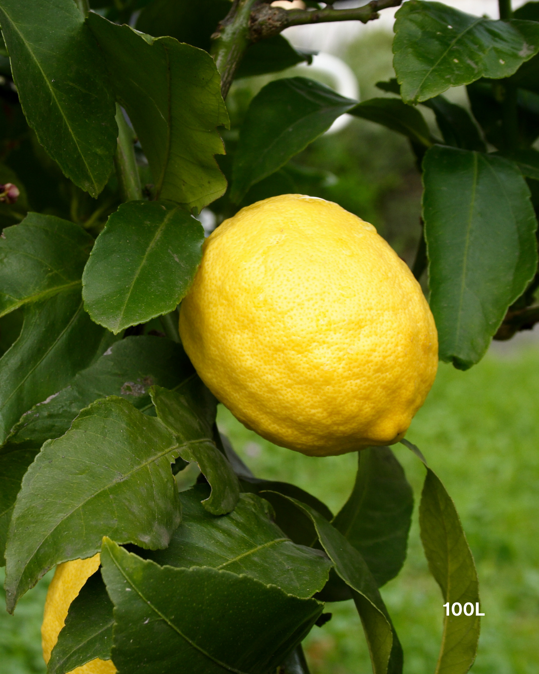 Citrus limon 'Eureka' – Eureka Lemon