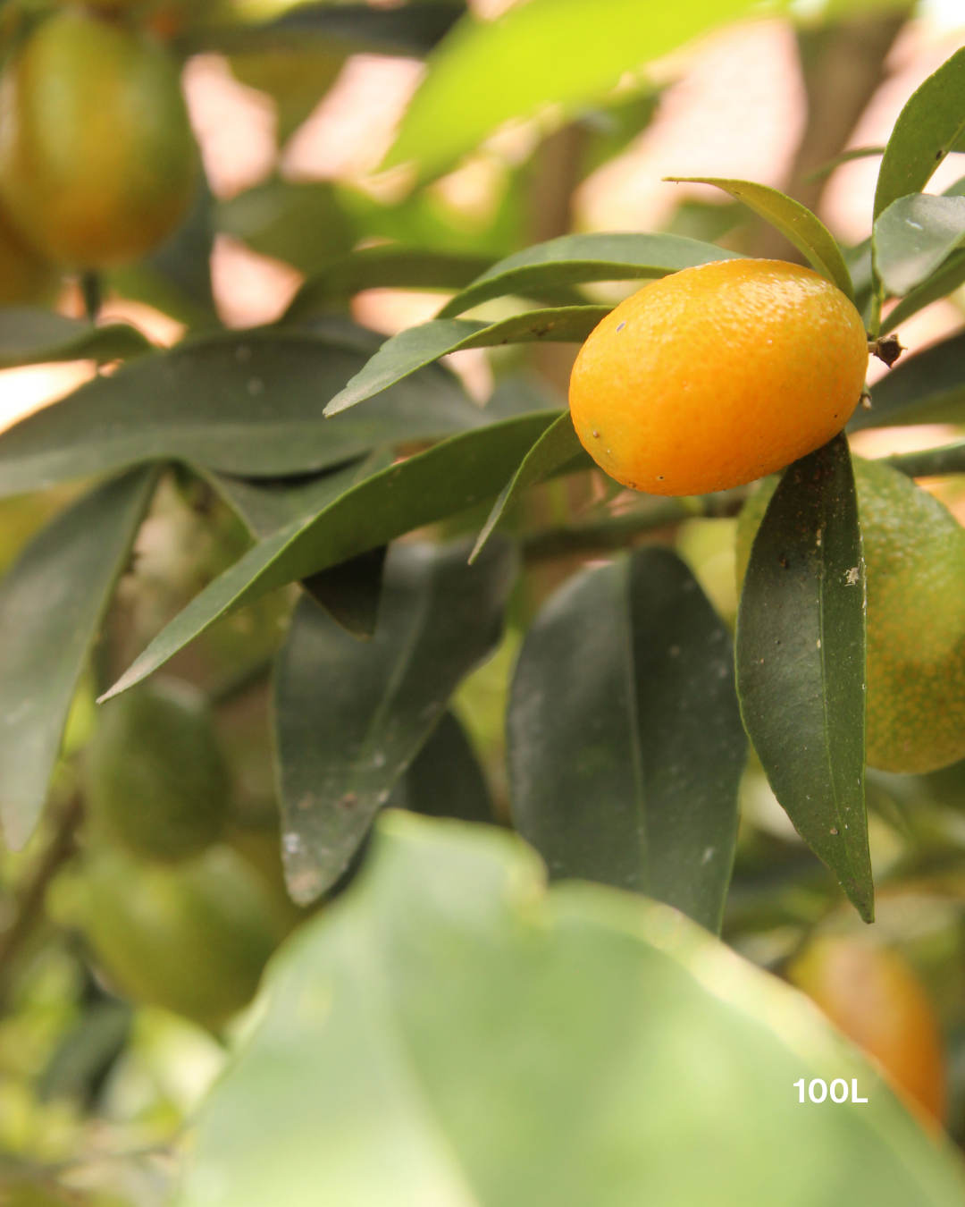 Citrus japonica 'Nagami' – Nagami Kumquat