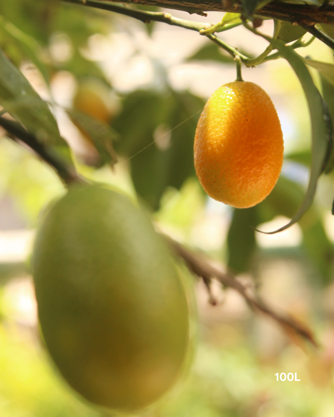 Citrus japonica 'Nagami' – Nagami Kumquat
