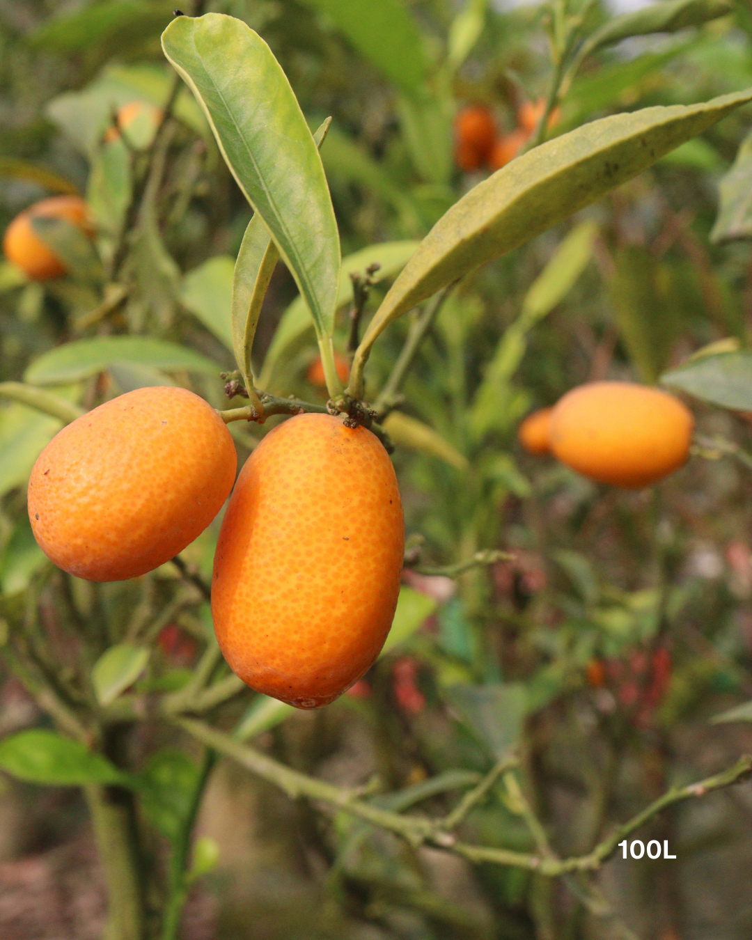 Citrus japonica 'Nagami' – Nagami Kumquat