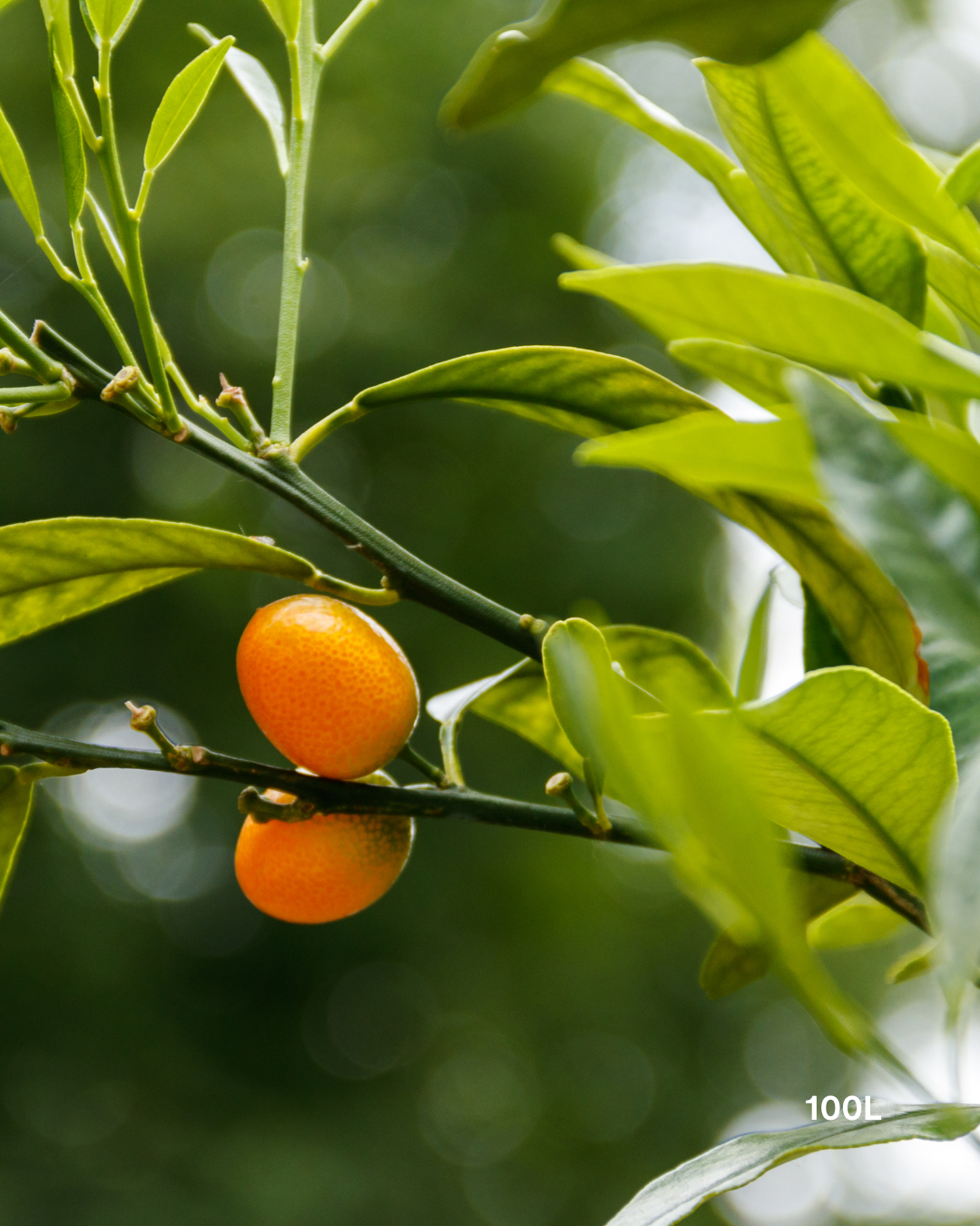 Citrus japonica 'Nagami' – Nagami Kumquat
