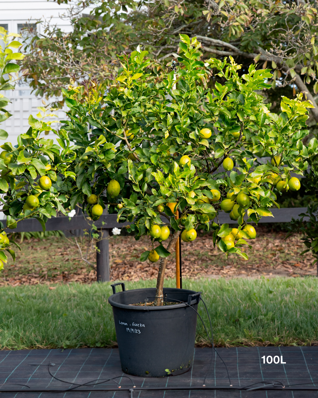 Citrus limon 'Eureka' – Eureka Lemon