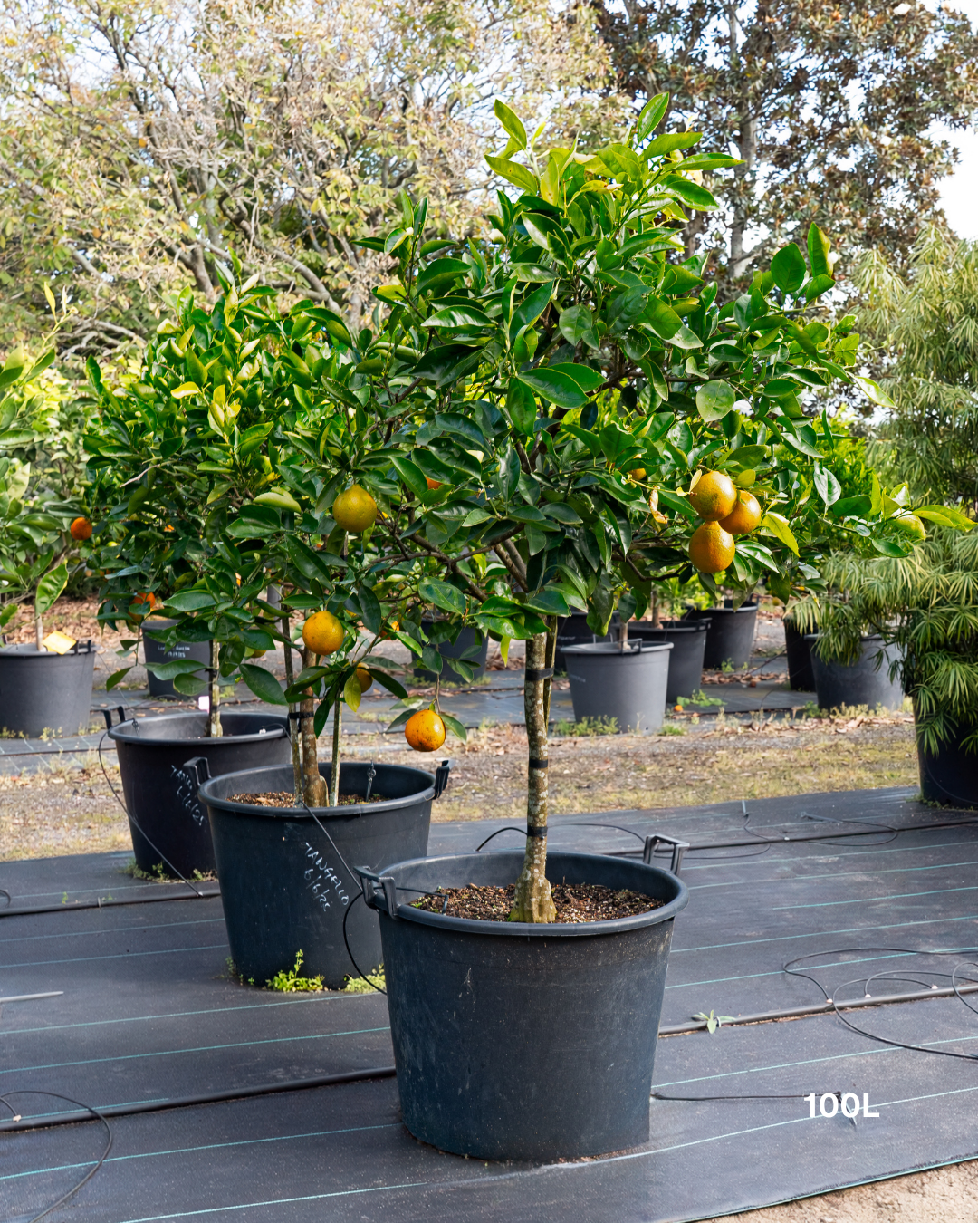 Citrus x tangelo 'Minneola' – Minneola Tangelo
