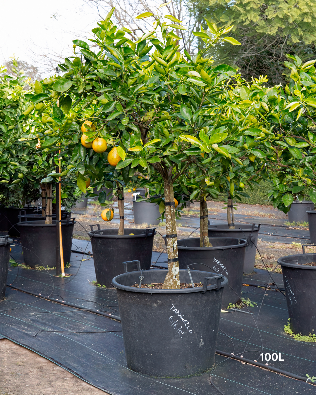 Citrus x tangelo 'Seminole' – Seminole Tangelo