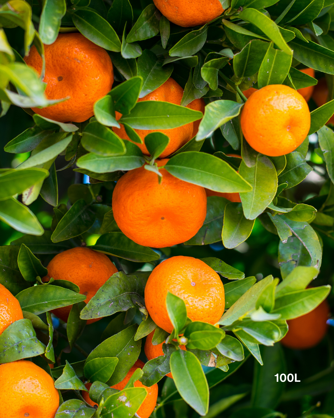 Citrus x tangelo 'Seminole' – Seminole Tangelo