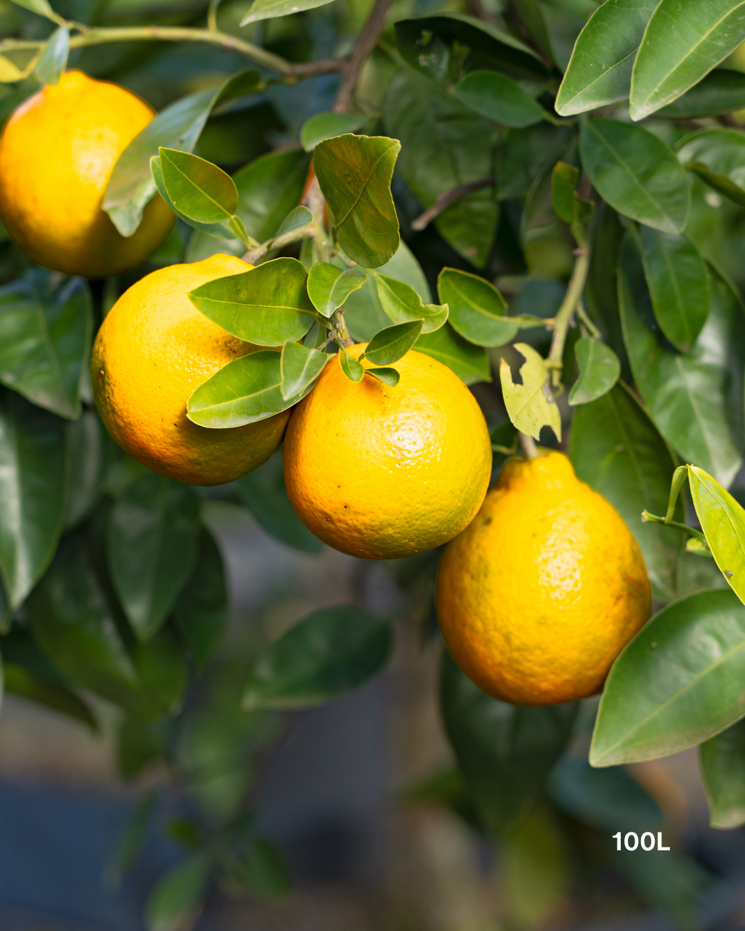 Citrus x tangelo 'Minneola' – Minneola Tangelo