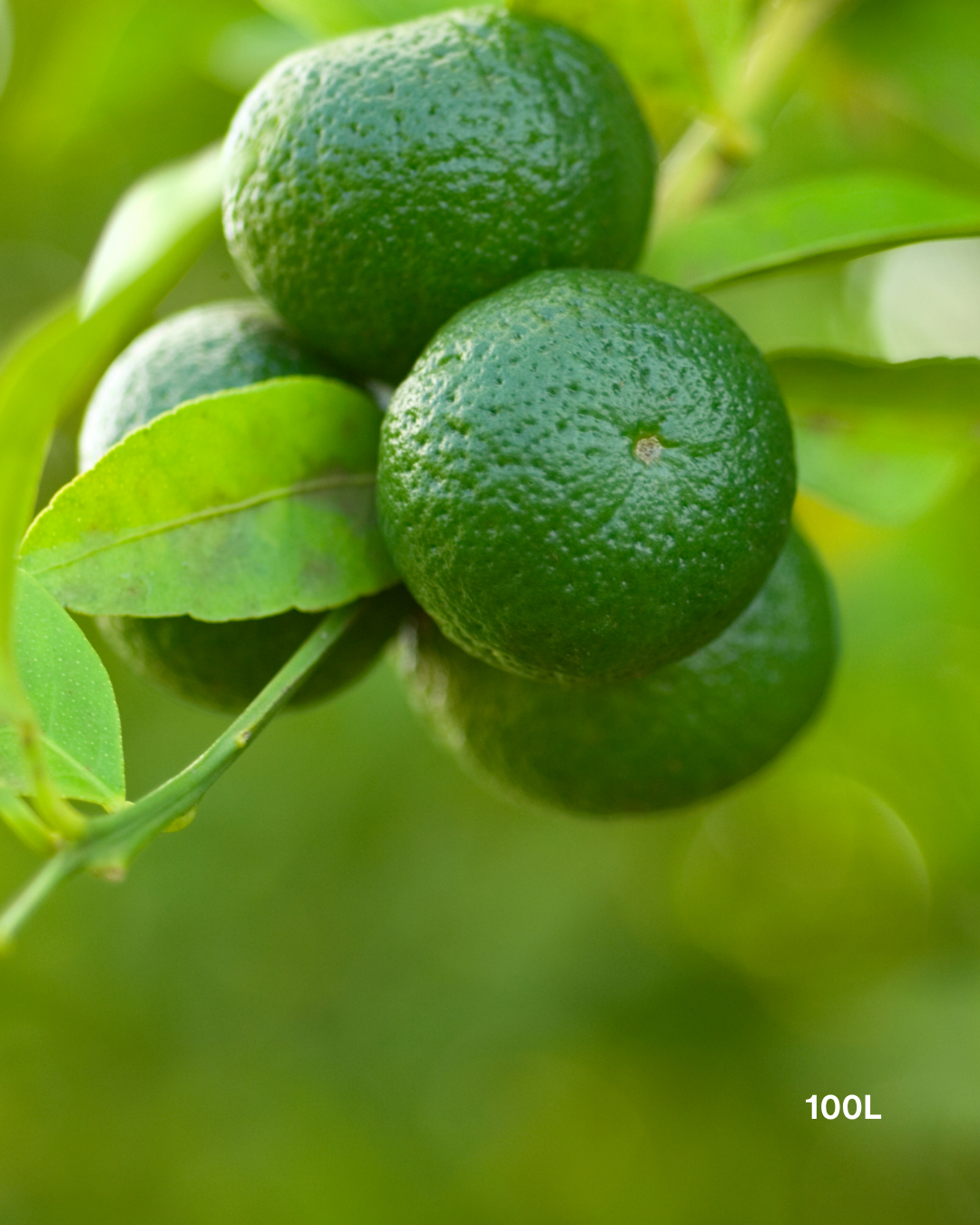 Citrus x tangelo 'Minneola' – Minneola Tangelo