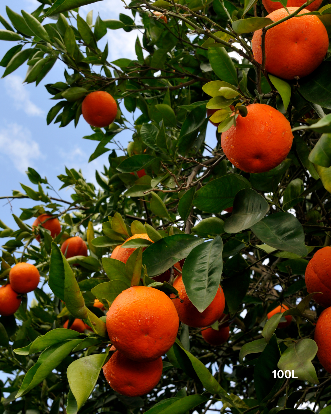 Citrus x tangelo 'Minneola' – Minneola Tangelo