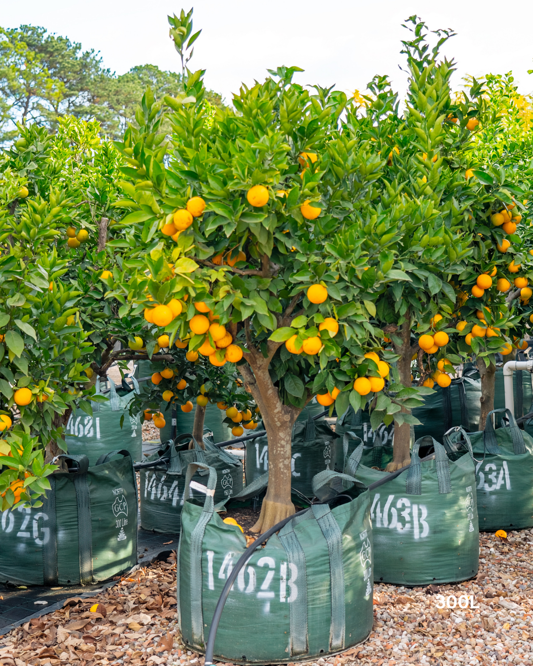 Citrus sinensis 'Valencia' – Valencia Orange