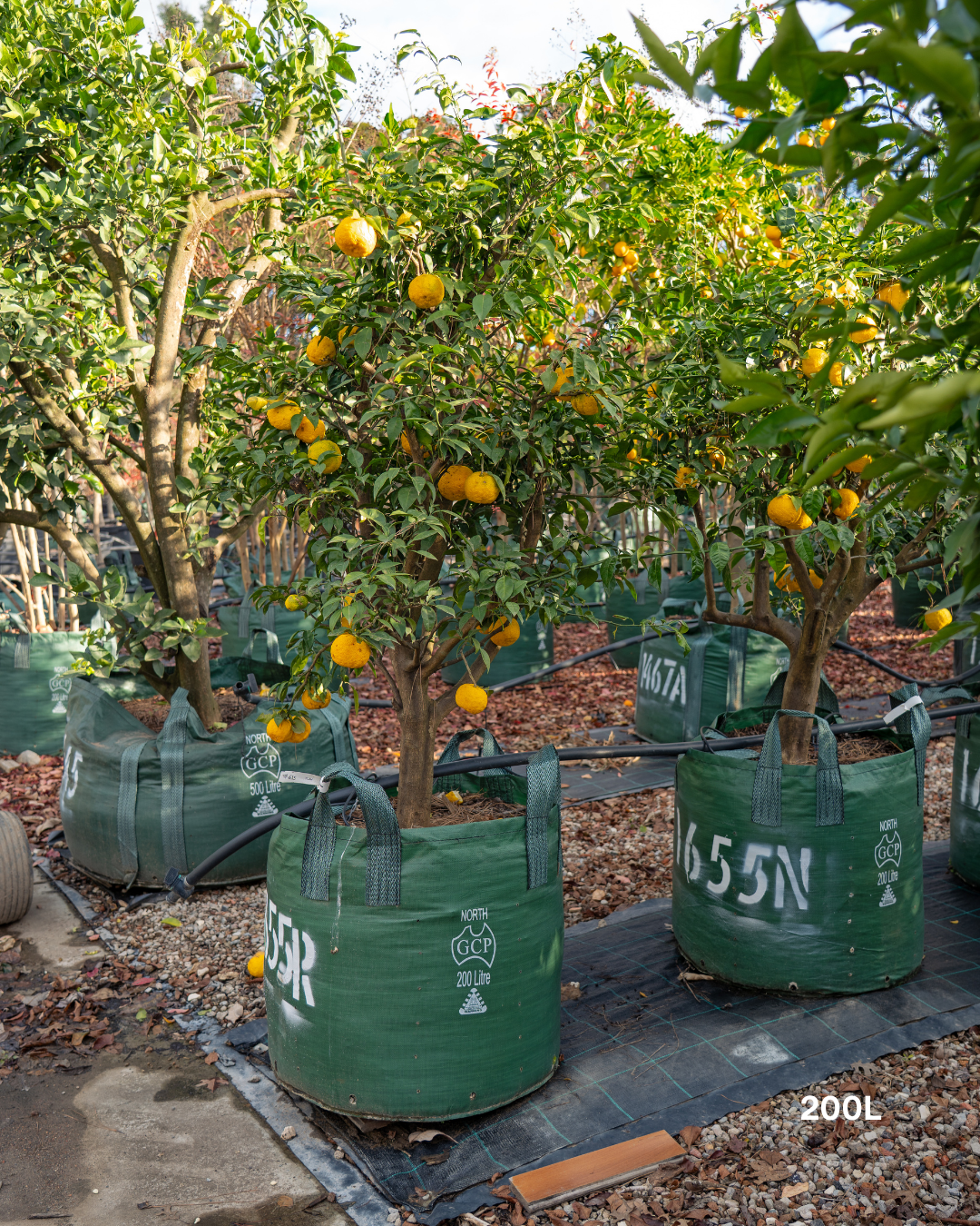Citrus junos – Yuzu Citrus Tree