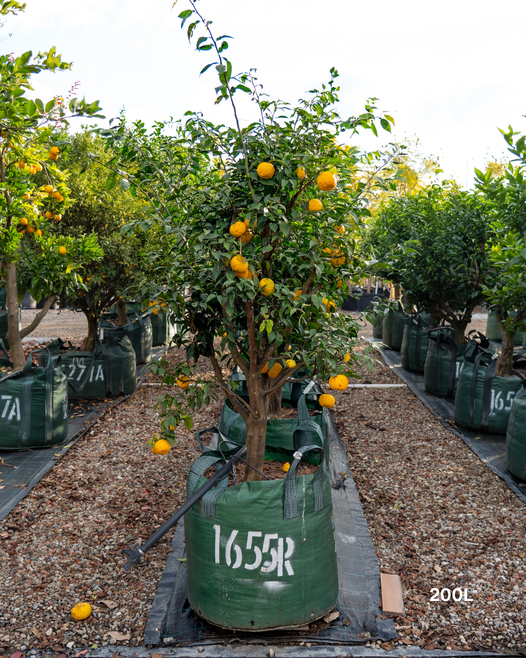 Citrus junos – Yuzu Citrus Tree