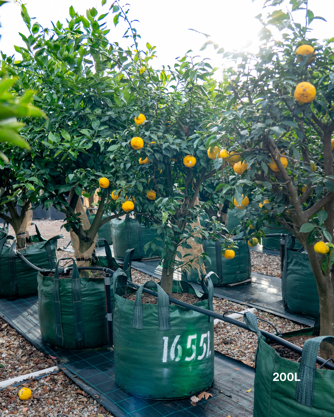 Citrus junos – Yuzu Citrus Tree