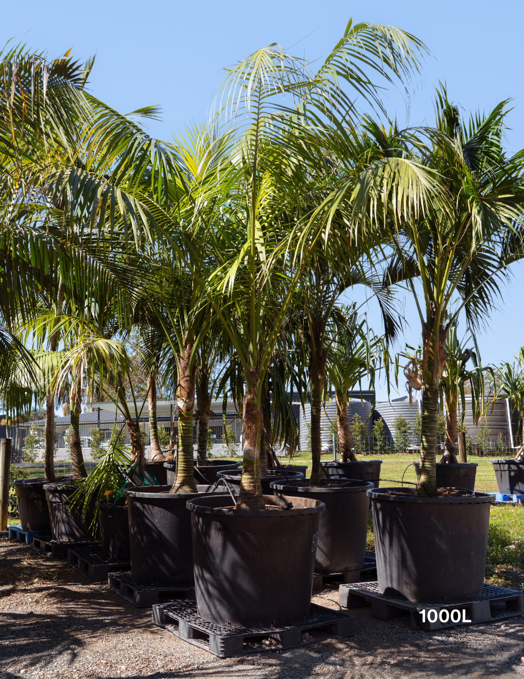 Olea europaea – Cloud-Pruned Olive Tree