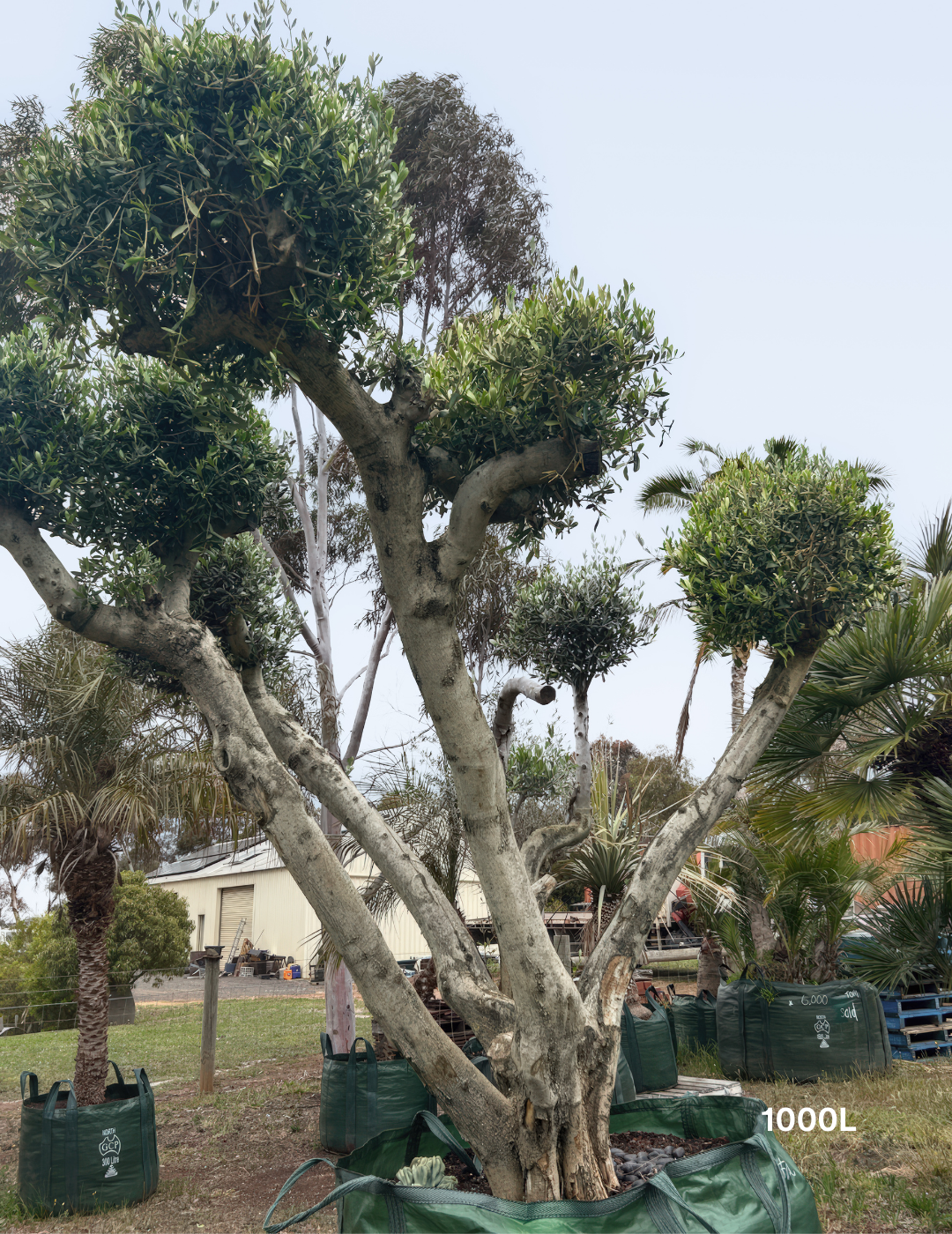 Olea europaea – Cloud-Pruned Olive Tree - Evergreen Trees Direct