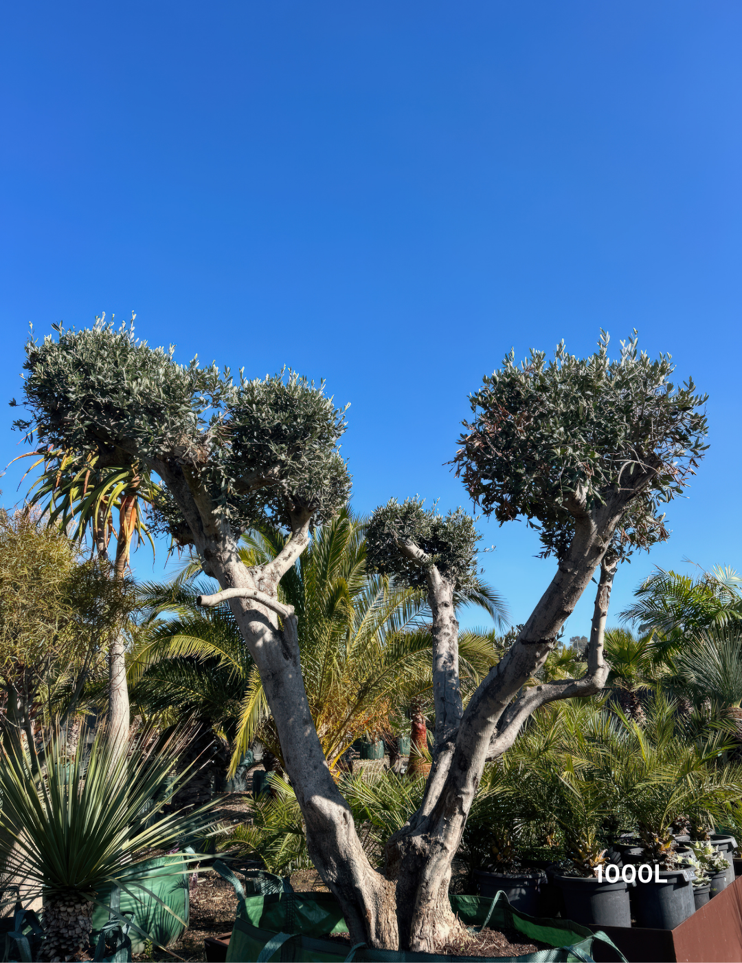 Olea europaea – Cloud-Pruned Olive Tree - Evergreen Trees Direct