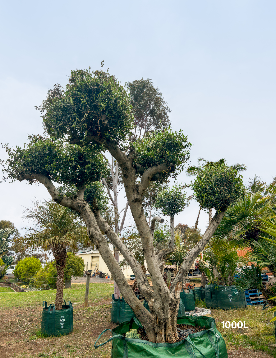 Olea europaea – Cloud-Pruned Olive Tree - Evergreen Trees Direct