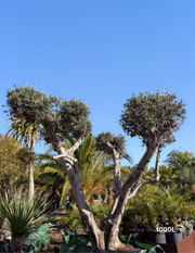 Olea europaea – Cloud-Pruned Olive Tree - Evergreen Trees Direct