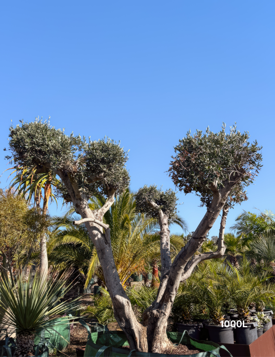 Olea europaea – Cloud-Pruned Olive Tree - Evergreen Trees Direct