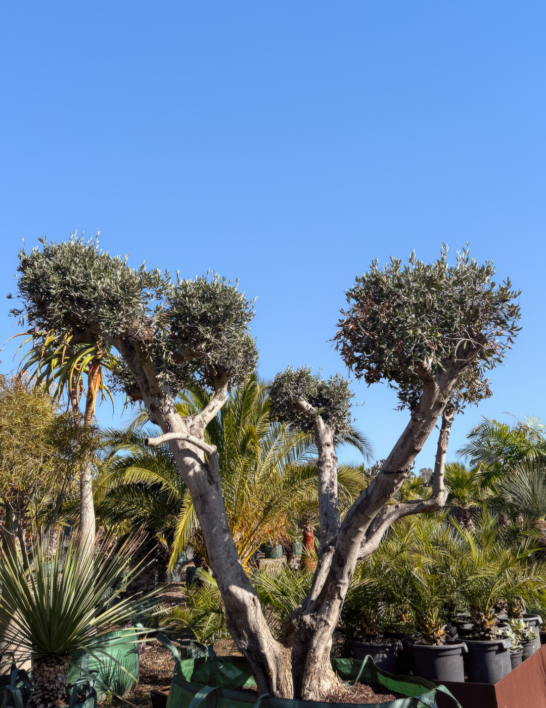 Olea europaea – Cloud-Pruned Olive Tree - Evergreen Trees Direct