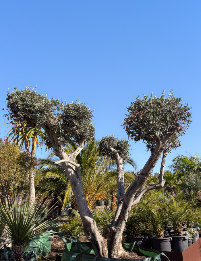 Olea europaea – Cloud-Pruned Olive Tree - Evergreen Trees Direct