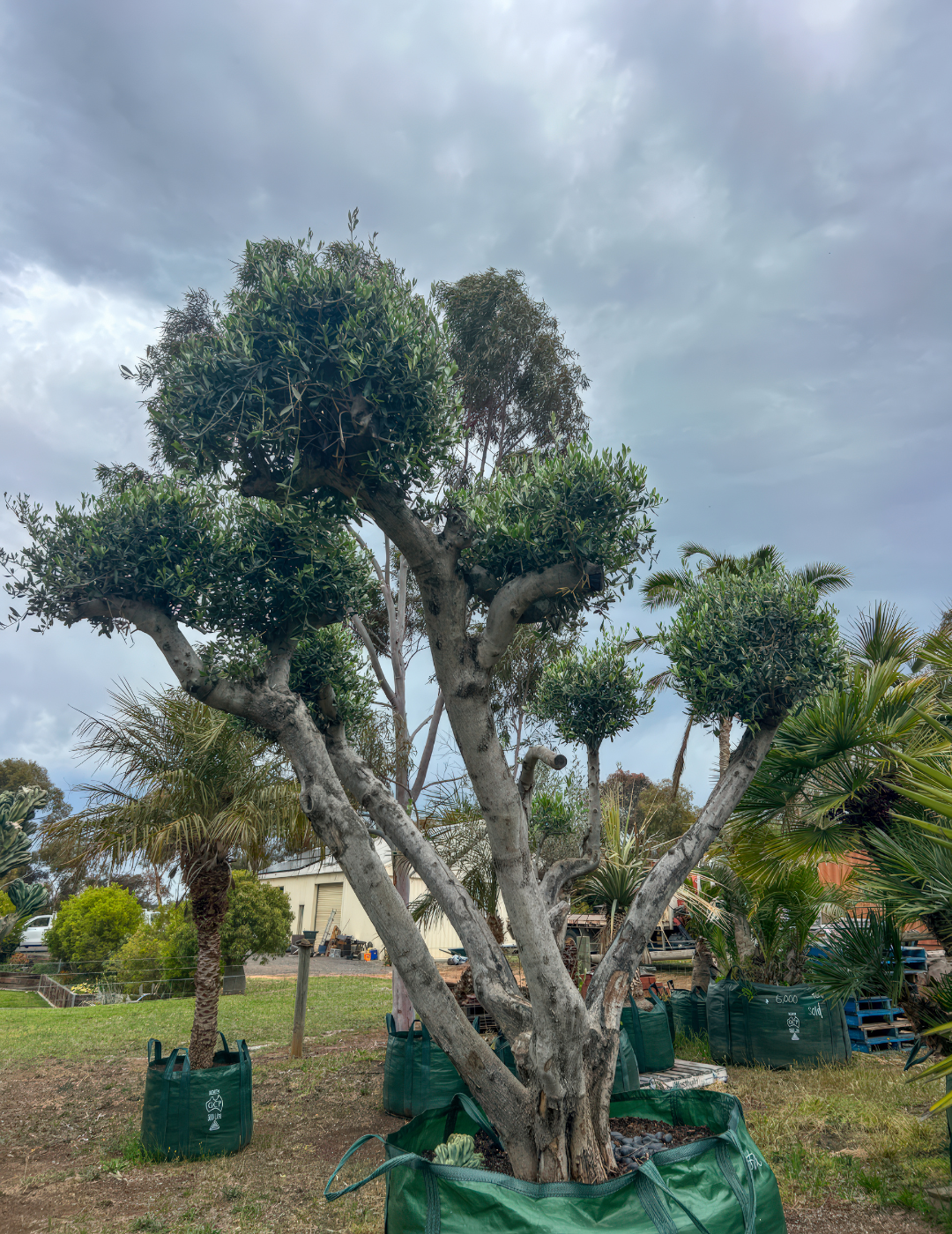 Olea europaea – Cloud-Pruned Olive Tree - Evergreen Trees Direct
