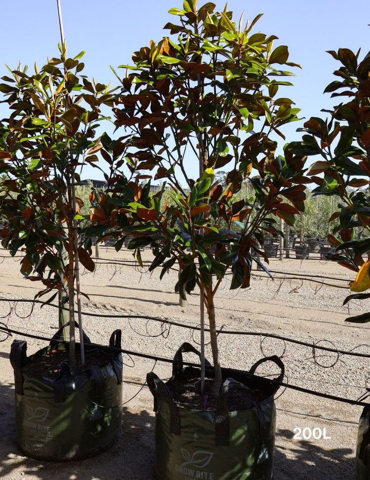 Magnolia grandiflora 'Coolwyn Gloss'