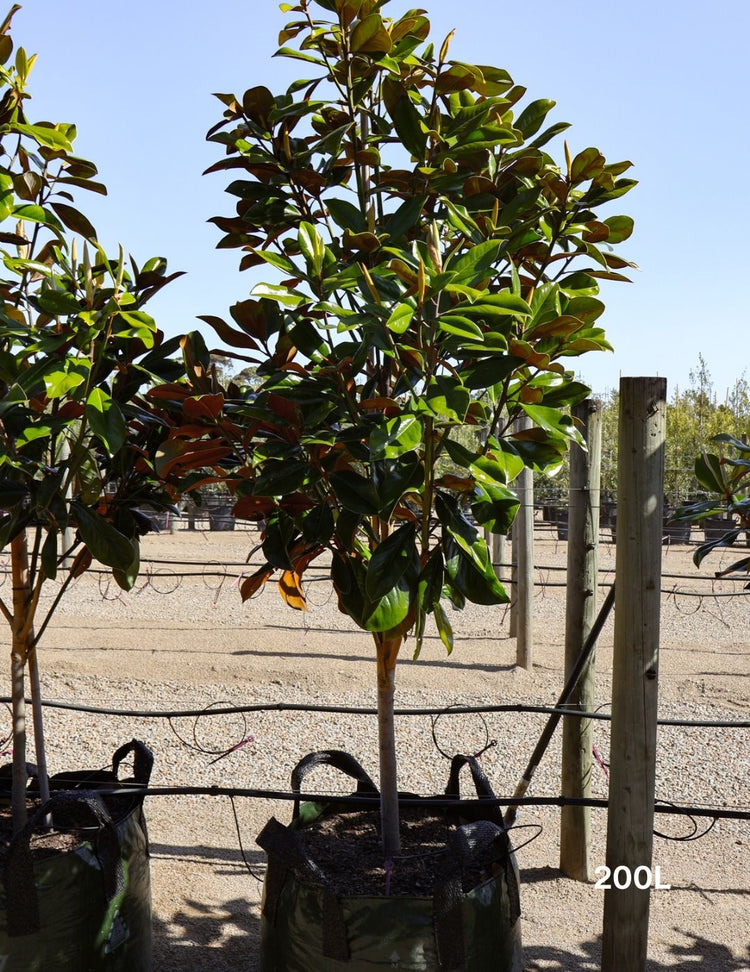 Magnolia grandiflora 'Coolwyn Gloss'