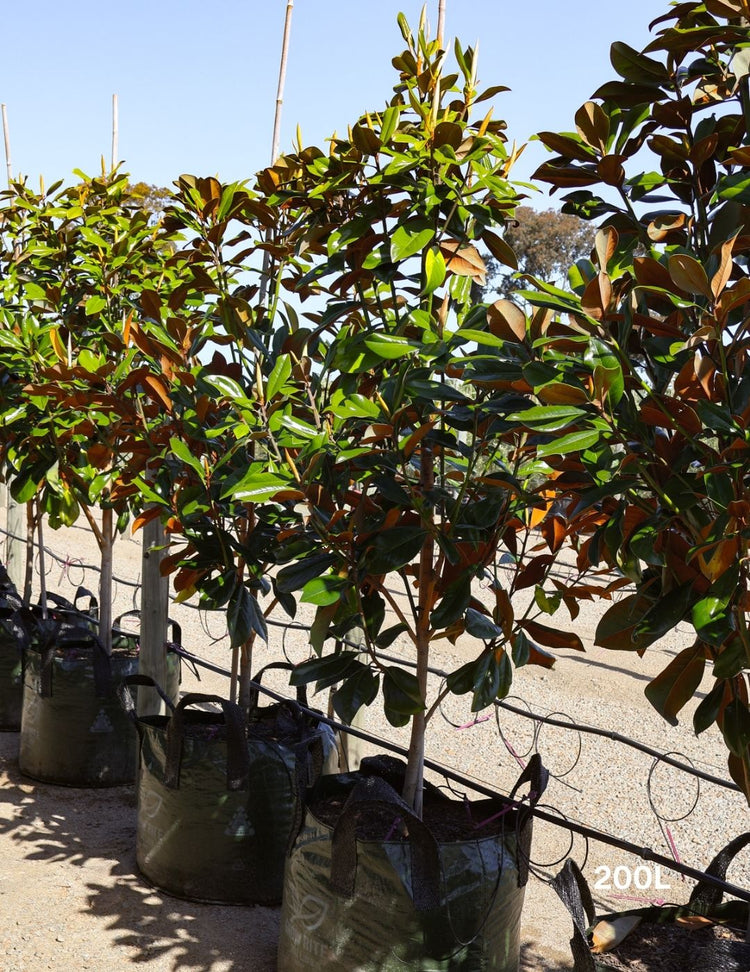 Magnolia grandiflora 'Coolwyn Gloss'