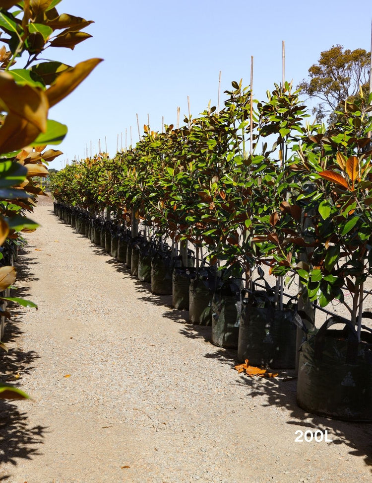 Magnolia grandiflora 'Coolwyn Gloss'
