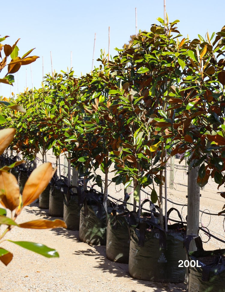 Magnolia grandiflora 'Coolwyn Gloss'