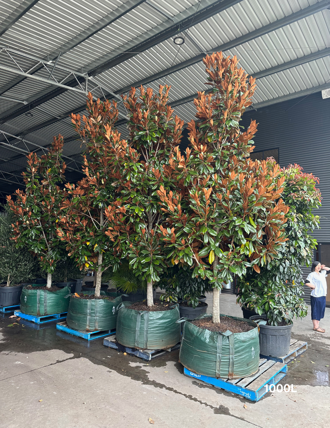 Magnolia grandiflora 'Coolwyn Gloss' - Evergreen Trees Direct
