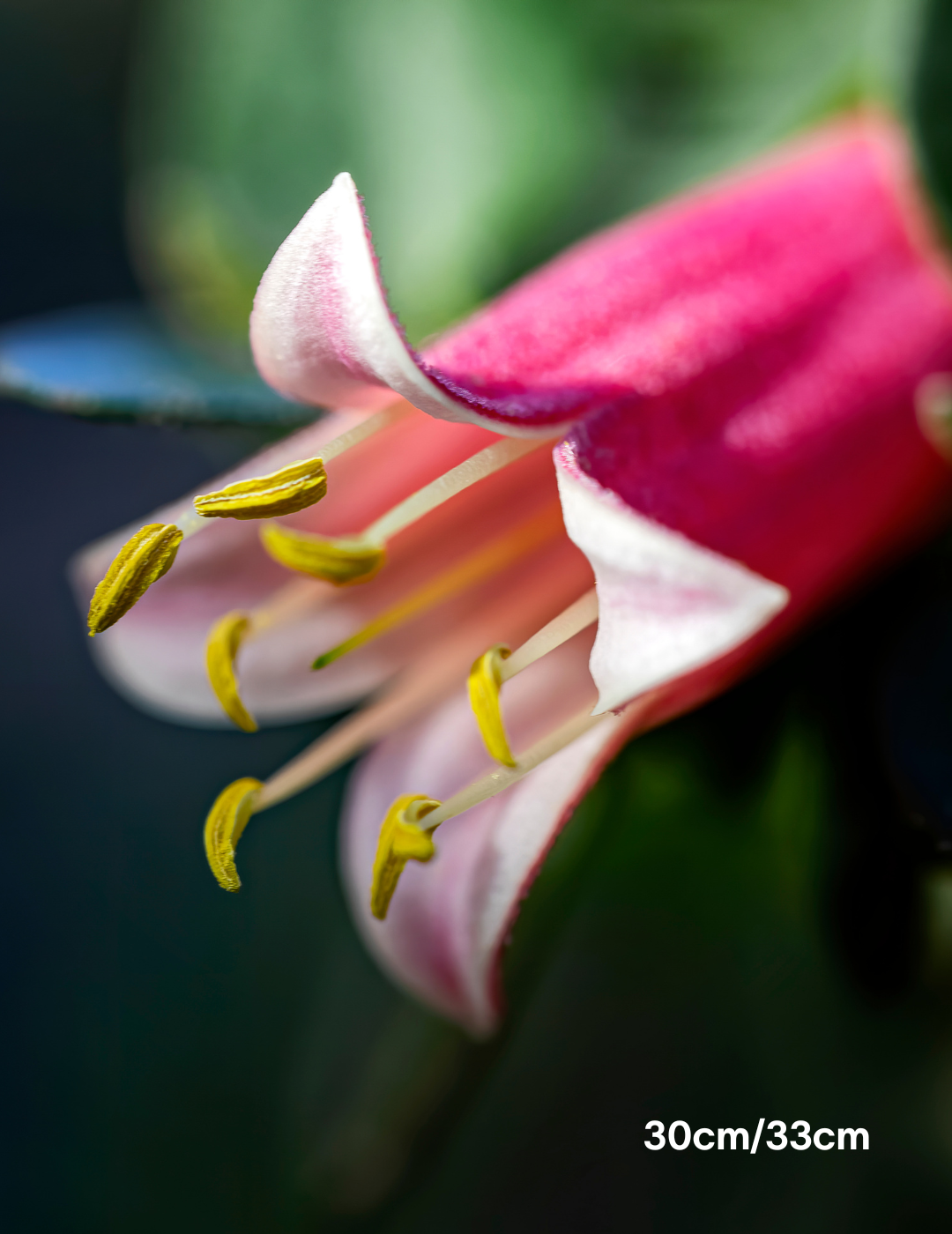 Correa 'Tucker Time Dinner Bells' - Evergreen Trees Direct