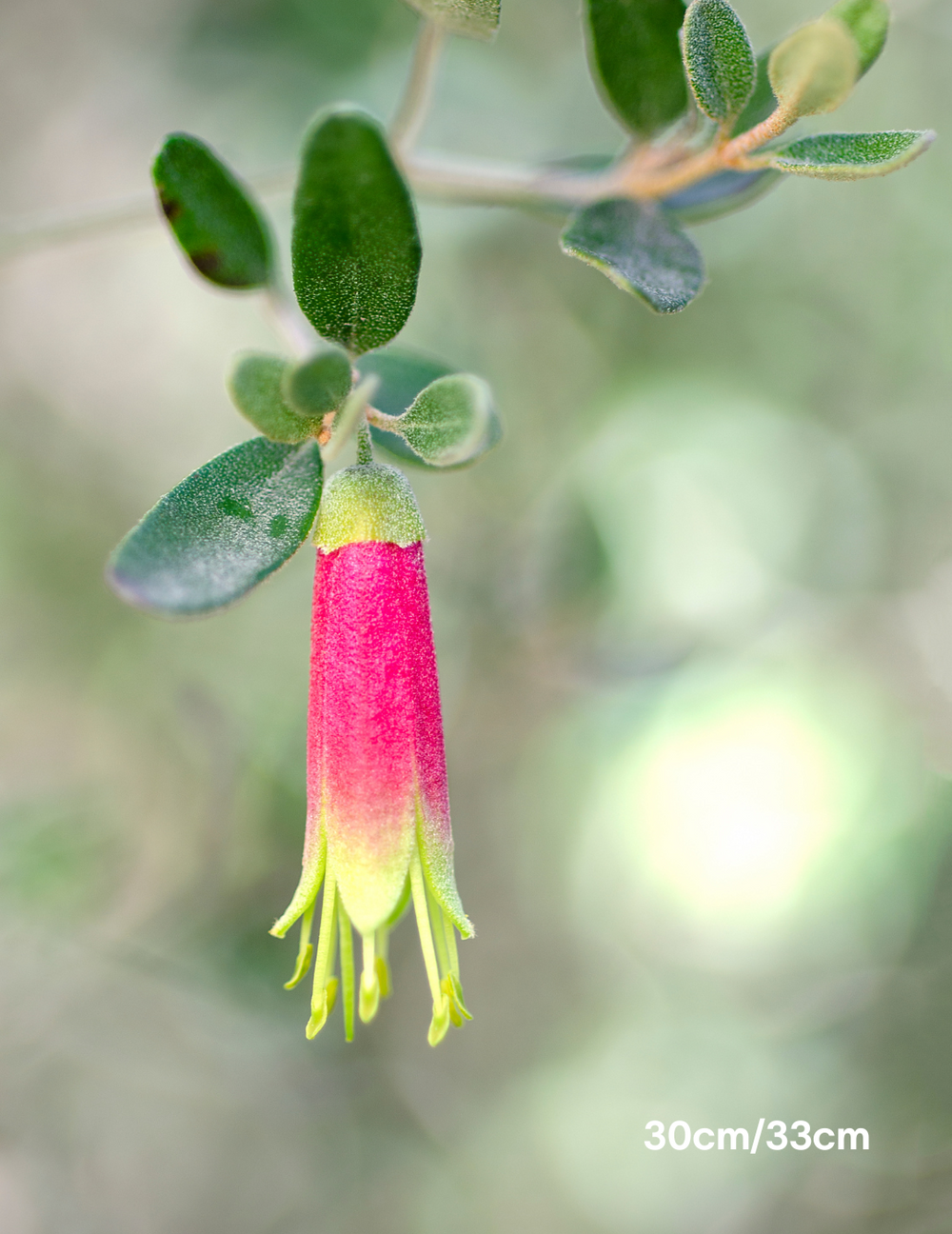 Correa 'Tucker Time Dinner Bells' - Evergreen Trees Direct