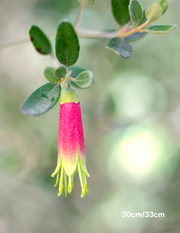 Correa 'Tucker Time Dinner Bells' - Evergreen Trees Direct