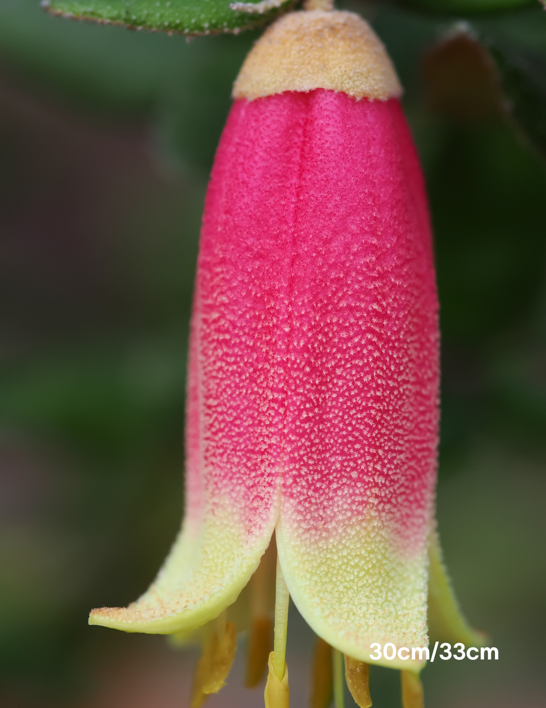 Correa 'Tucker Time Dinner Bells' - Evergreen Trees Direct