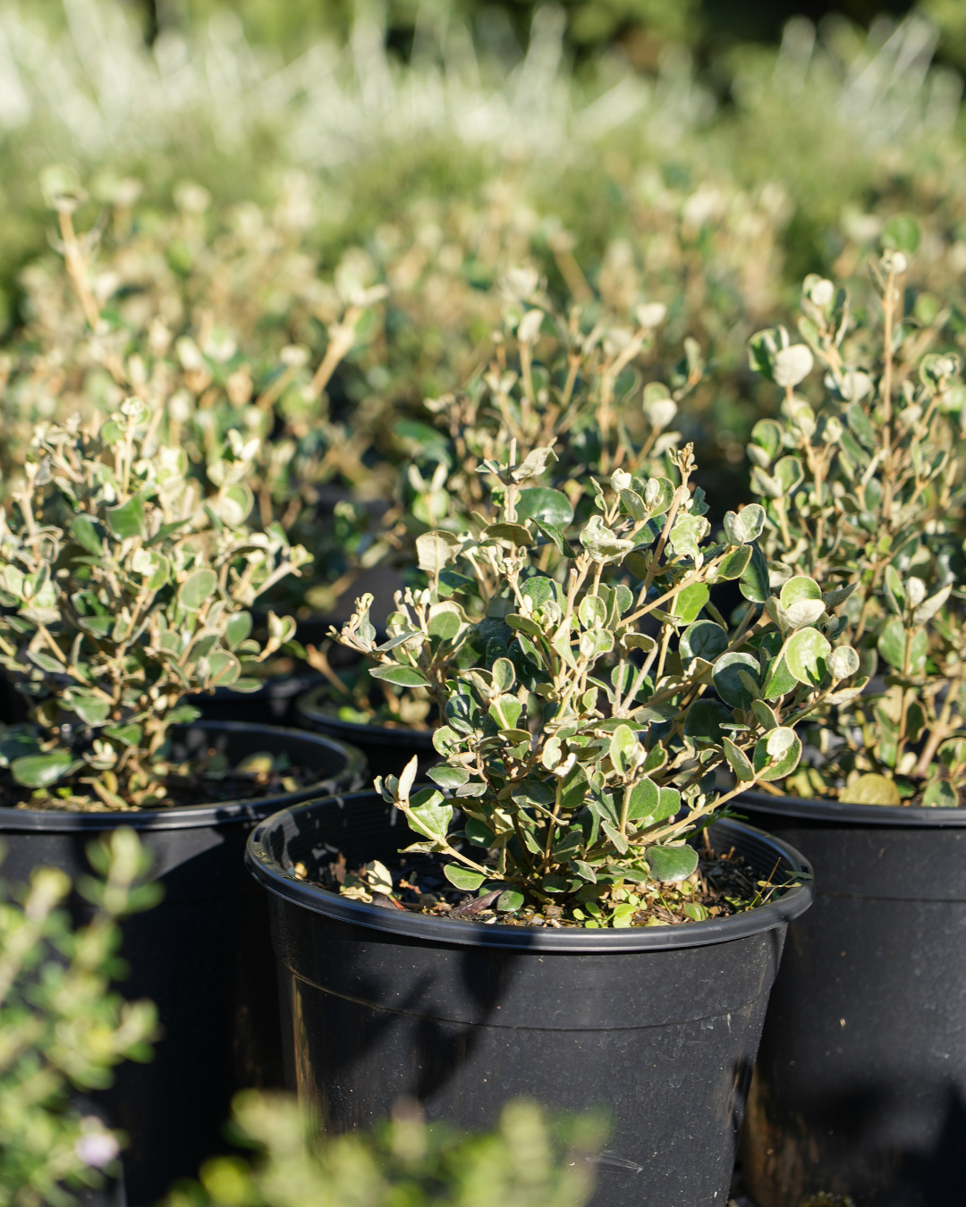 Evergreen Trees Direct