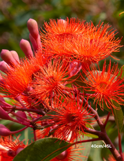 Corymbia Ficifolia 'Baby Orange' - Evergreen Trees Direct