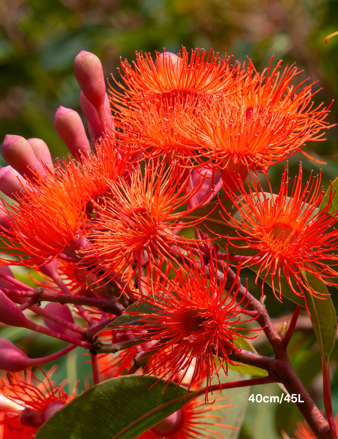 Corymbia Ficifolia 'Baby Orange' - Evergreen Trees Direct