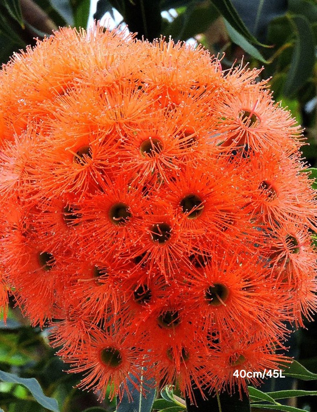 Corymbia Ficifolia 'Baby Orange' - Evergreen Trees Direct