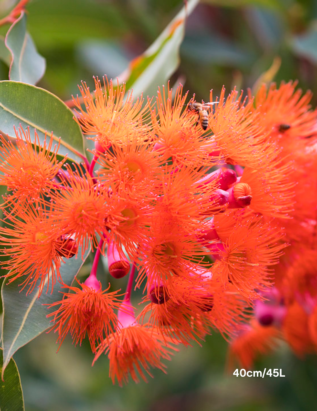 Corymbia Ficifolia 'Baby Orange' - Evergreen Trees Direct