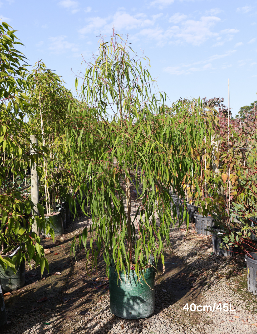 Corymbia citriodora