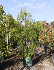 Corymbia citriodora Lemon Scented Gum