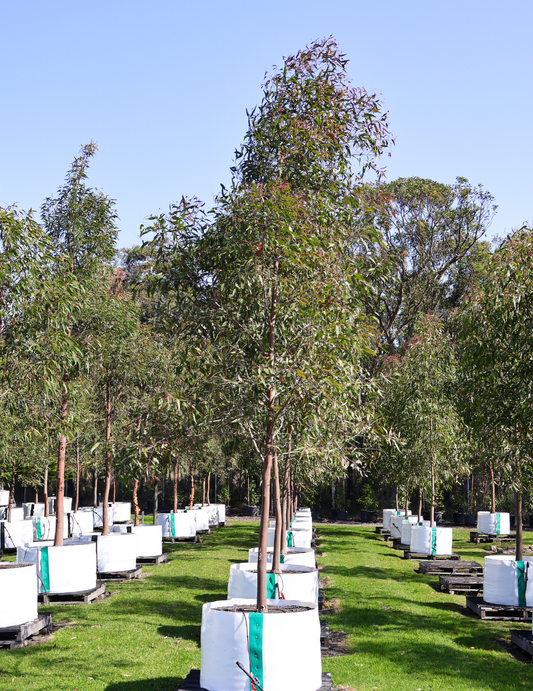 Corymbia citriodora