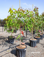 Corymbia exima 'Nana' - Evergreen Trees Direct